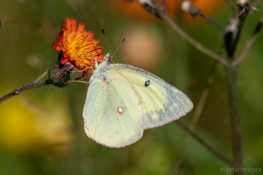 Whites And Sulphurs